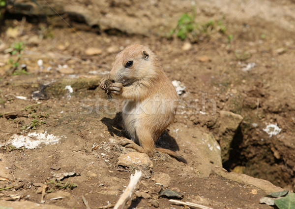 Bébé chien nature sable jeunes [[stock_photo]] © scooperdigital