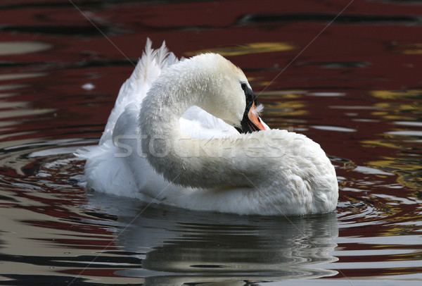 Mute Swan Stock photo © scooperdigital