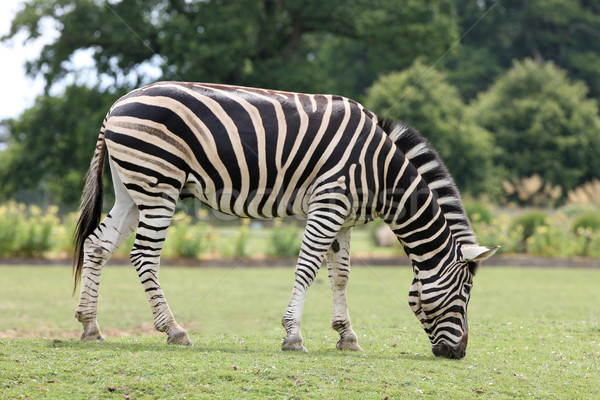 Zebra mężczyzna czarny wzór Zdjęcia stock © scooperdigital