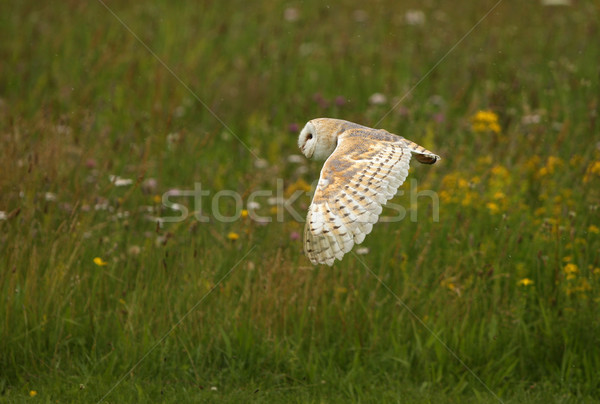 Barn Owl Stock photo © scooperdigital