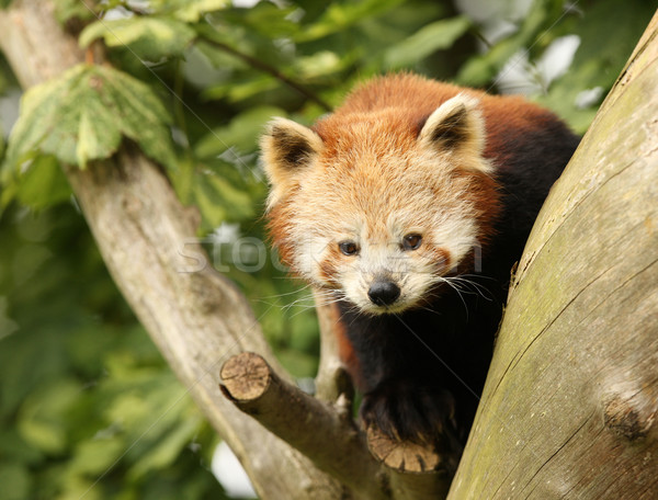 Rouge panda escalade arbre feuille couleur [[stock_photo]] © scooperdigital