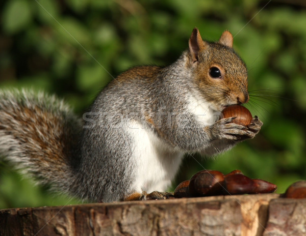 Grau Eichhörnchen genießen Fuchs Essen Nüsse Stock foto © scooperdigital
