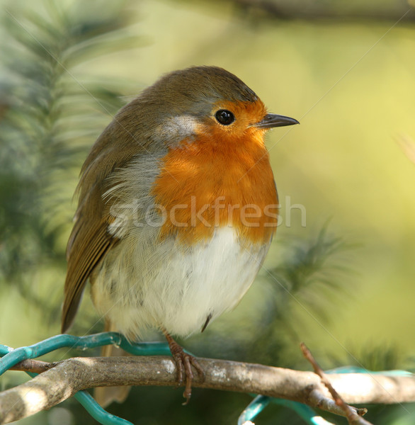 Stock photo: Robin