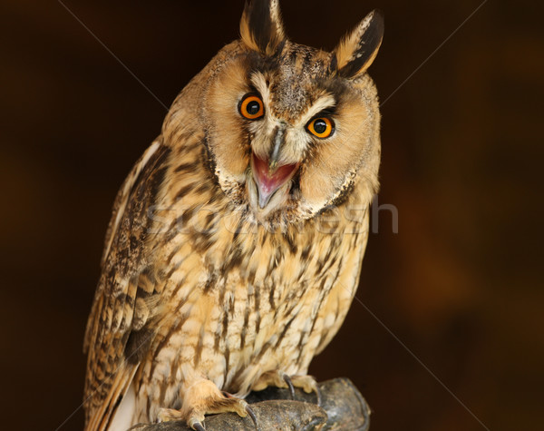 Long Eared Owl Stock photo © scooperdigital