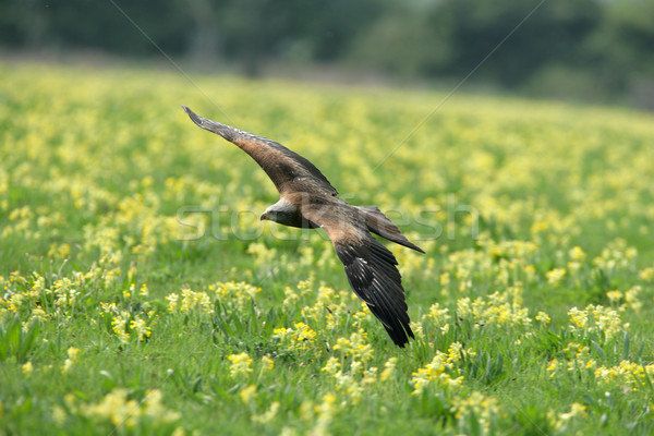 Black Kite Stock photo © scooperdigital