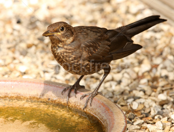 Stock photo: Dunnock