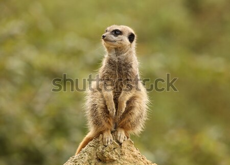 Retrato natureza rocha animal africano em pé Foto stock © scooperdigital