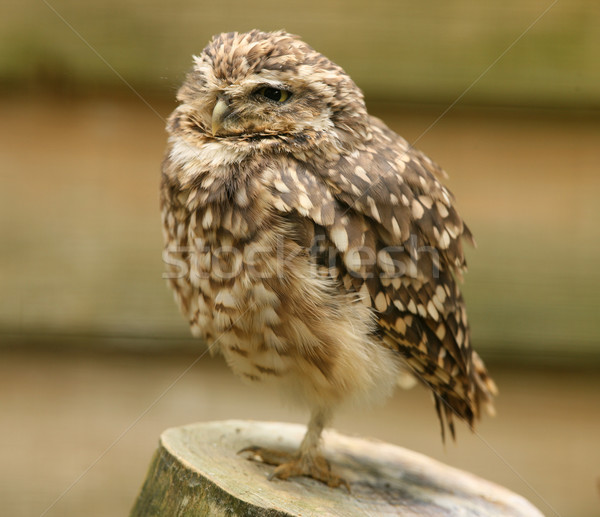 [[stock_photo]]: Chouette · portrait · nuit · faune · peu · chasseur