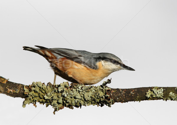 Bedeckt Zweig Natur blau Tier Stock foto © scooperdigital