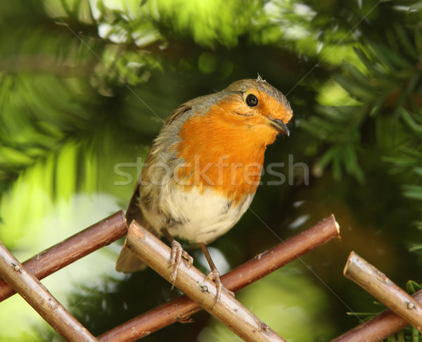 Portrait arbre nature oiseau plumes animaux [[stock_photo]] © scooperdigital