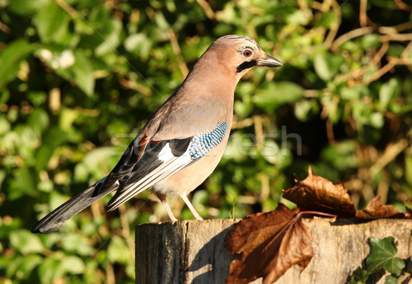 Manger cacahuètes arbre hiver bleu [[stock_photo]] © scooperdigital