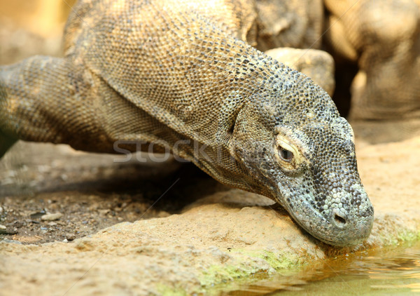 [[stock_photo]]: Dragon · portrait · peau · lézard · échelles · monstre