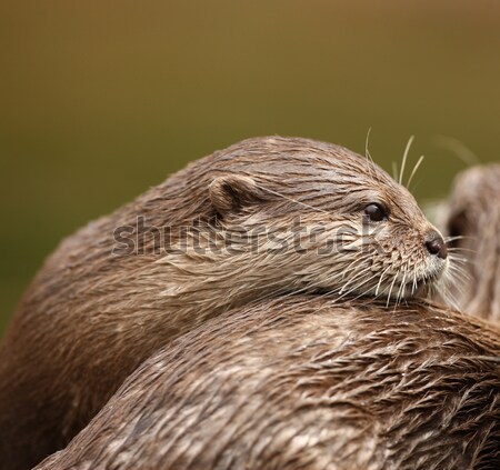 Nature animaux Asie roches cute [[stock_photo]] © scooperdigital