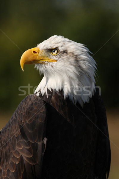 Kel kartal portre kuş siyah kafa Stok fotoğraf © scooperdigital