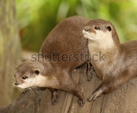 Stock photo: European Otters