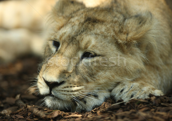 Asian portrait somnolent Afrique africaine flou [[stock_photo]] © scooperdigital