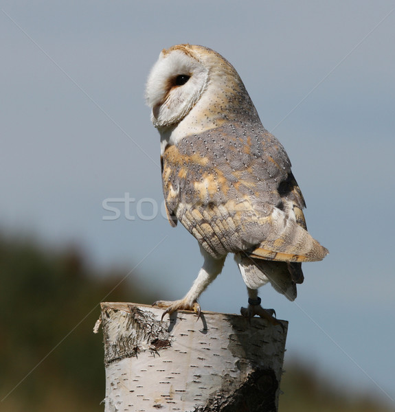 Stockfoto: Schuur · uil · portret · goud · sluiten