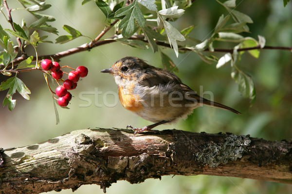 Na zewnątrz wiosną drzew piersi ptaków Zdjęcia stock © scooperdigital