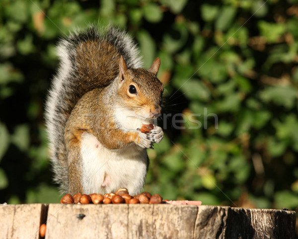 Stock photo: Grey Squirrel 