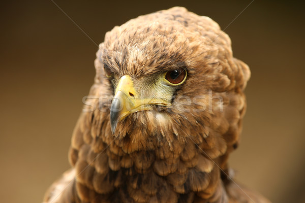 Bateleur Eagle Stock photo © scooperdigital