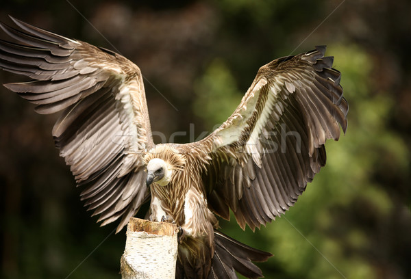 Avvoltoio ritratto volo uccello piuma africa Foto d'archivio © scooperdigital