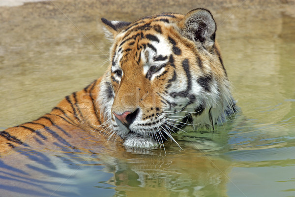 Bengal Tiger Stock photo © scooperdigital