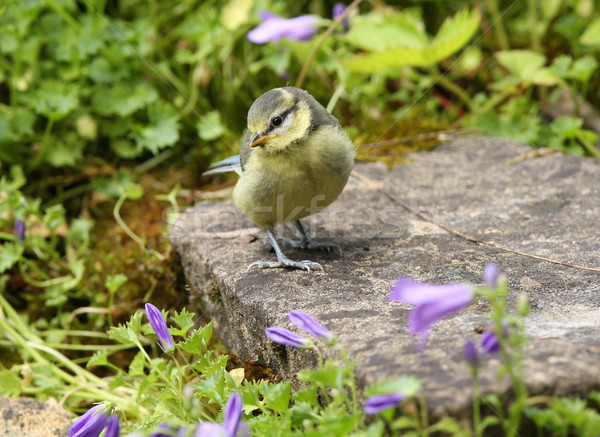 Stockfoto: Blauw · tit · baby · voorjaar · natuur