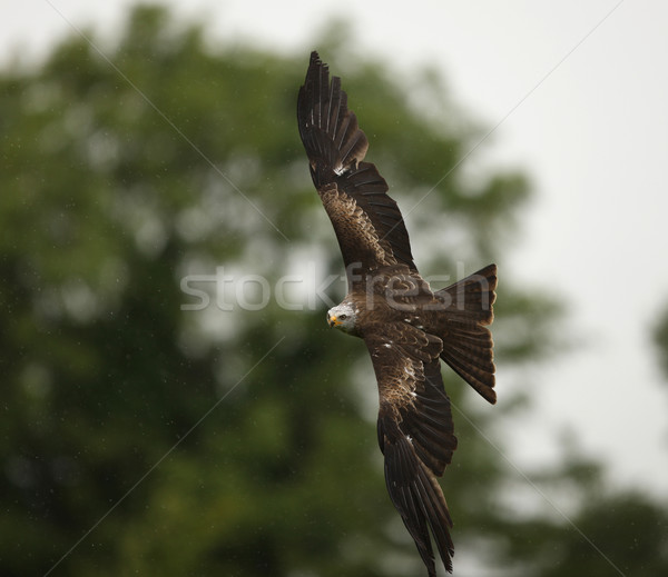 Black Kite Stock photo © scooperdigital
