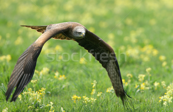 черный кайт Flying луговой цветок Сток-фото © scooperdigital