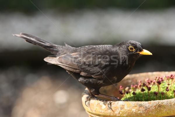 Amsel Porträt männlich Frühling Garten Sommer Stock foto © scooperdigital