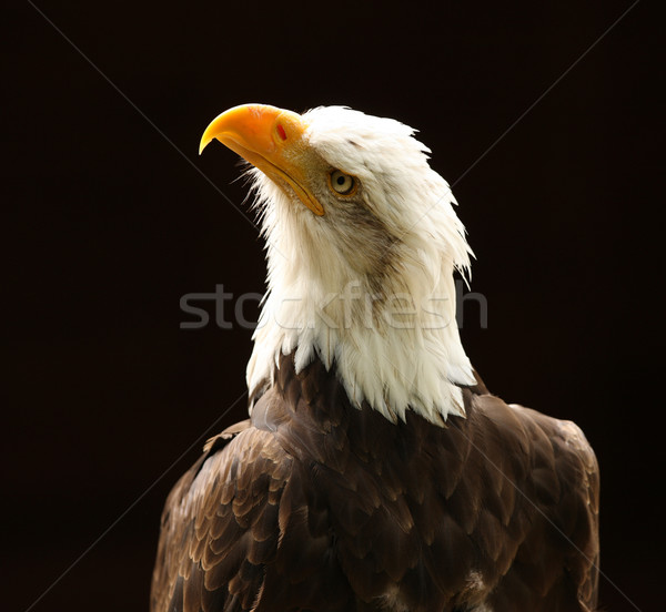 Bald Eagle  Stock photo © scooperdigital