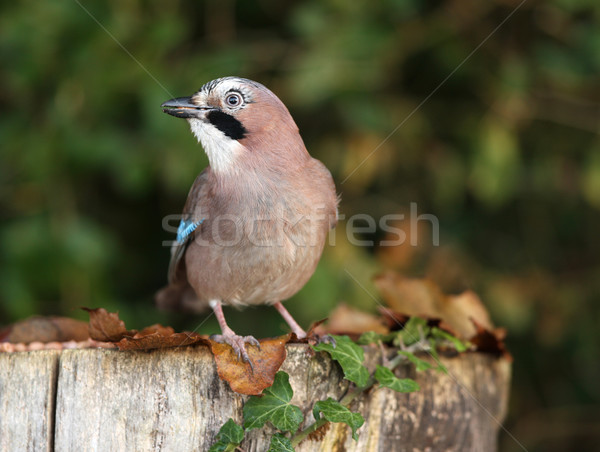 [[stock_photo]]: Manger · cacahuètes · arbre · hiver · bleu