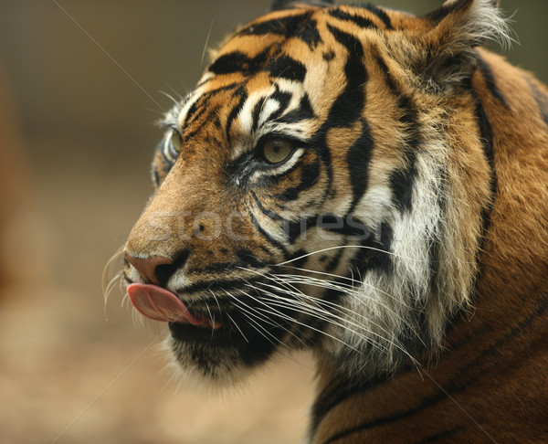 тигр портрет природы оранжевый мужчины Сток-фото © scooperdigital