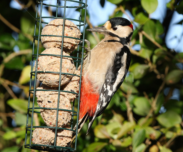Great Spotted Woodpecker Stock photo © scooperdigital