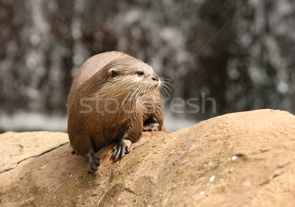 Oriental Short-Clawed Otter Stock photo © scooperdigital