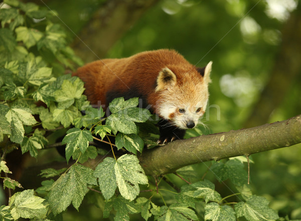 Rouge panda portrait feuille noir bambou [[stock_photo]] © scooperdigital