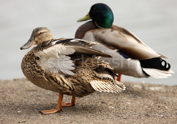Mallard Duck Stock photo © scooperdigital
