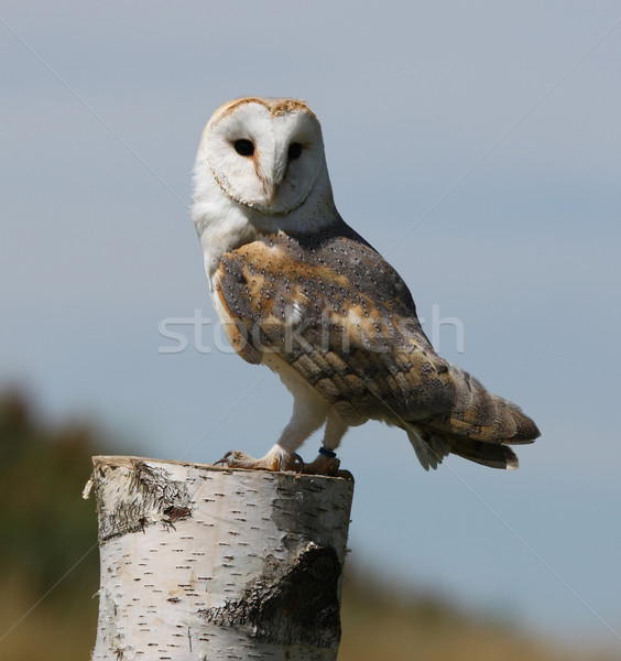 Grange chouette portrait oiseau étroite [[stock_photo]] © scooperdigital