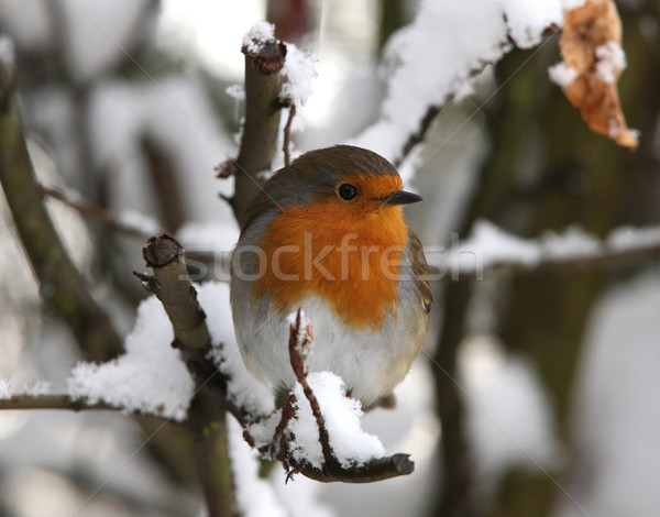 Brust Winter Feder rot Weihnachten cute Stock foto © scooperdigital