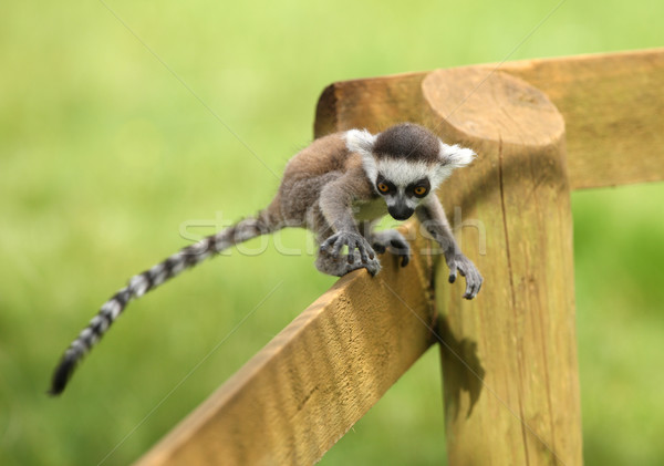 Baby Ring-Tailed Lemur Stock photo © scooperdigital