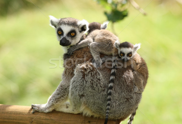 Ring-Tailed Lemur Stock photo © scooperdigital