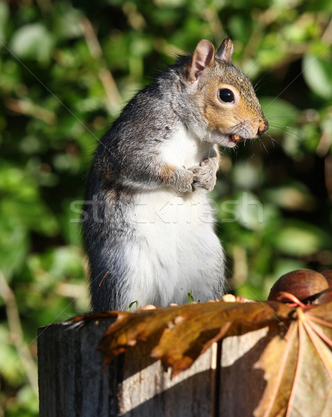 Gris écureuil manger cacahuètes arbre [[stock_photo]] © scooperdigital
