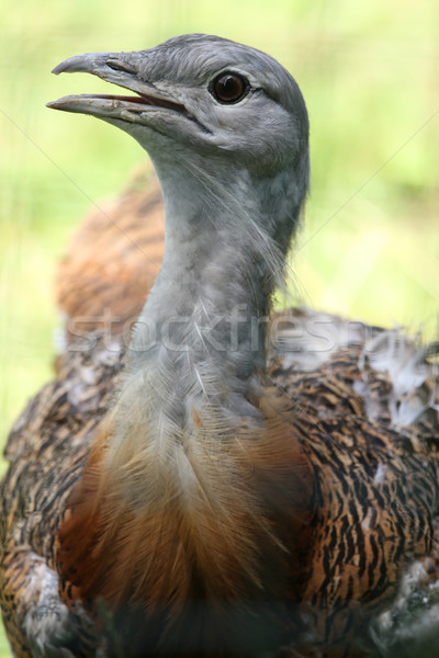 Magnifique portrait bleu Homme coq étroite [[stock_photo]] © scooperdigital