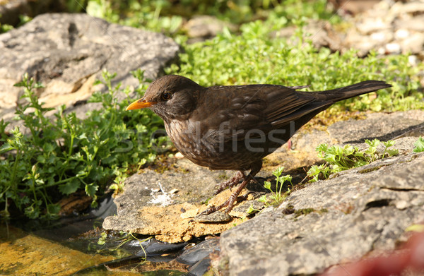 Amsel weiblichen Auge Natur Garten Stock foto © scooperdigital