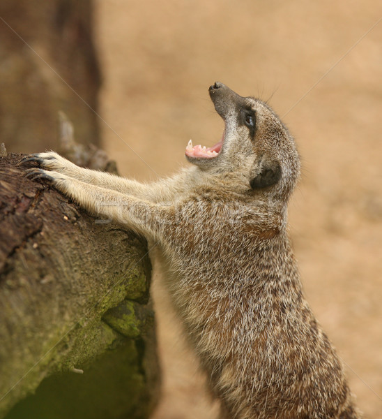 Bébé apprentissage singe anneau animaux [[stock_photo]] © scooperdigital