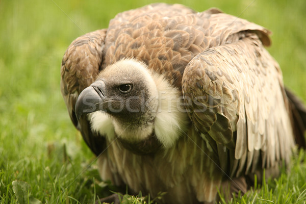 Griffon Vulture Stock photo © scooperdigital