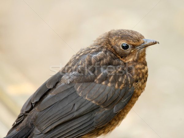 Blackbird portrait bébé printemps jardin oiseau [[stock_photo]] © scooperdigital