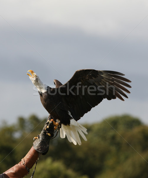 [[stock_photo]]: Chauve · aigle · atterrissage · gant · appelant · ciel