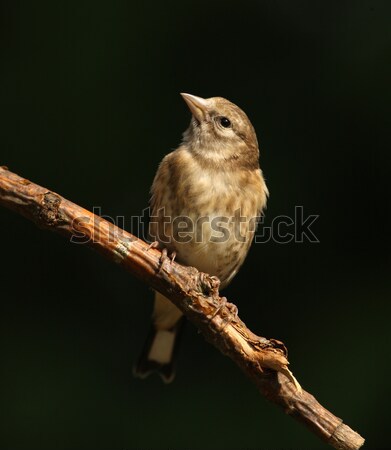 Brambling Stock photo © scooperdigital