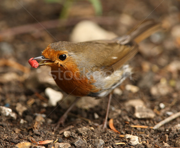 Jardin hiver portrait manger [[stock_photo]] © scooperdigital